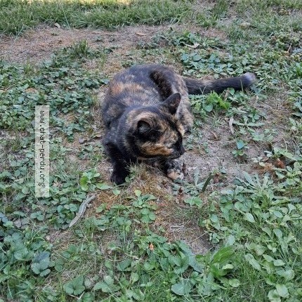 Photo 1/1 Artémis Chat perdu à Castelsarrasin