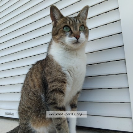 Photo de chat perdu à Amiens