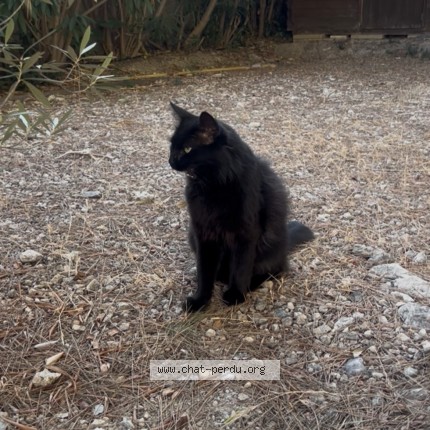 Photo 1/1 Pixie Chat perdu à Marseille