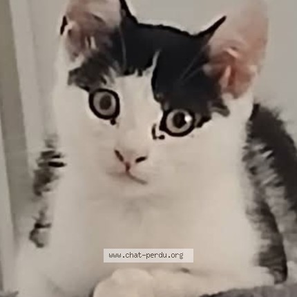 Photo 1/1 ORÉO Chat perdu à Lille