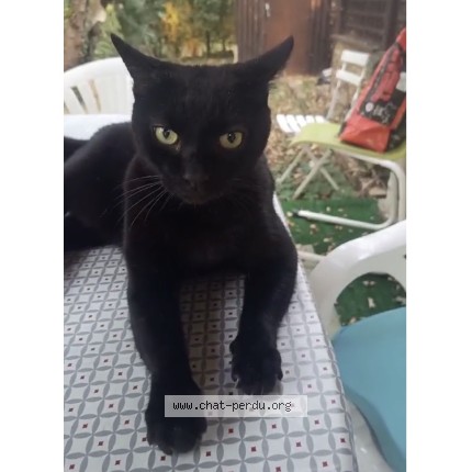 Photo de chat perdu à Laiz