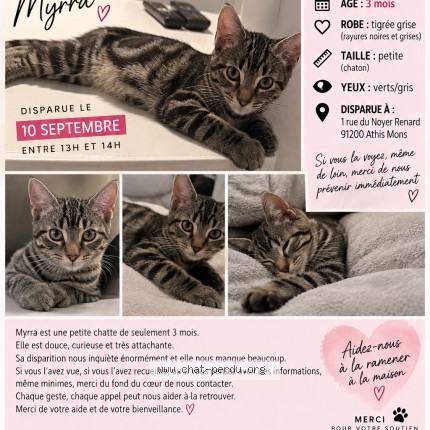 Photo de chat perdu à Athis Mons