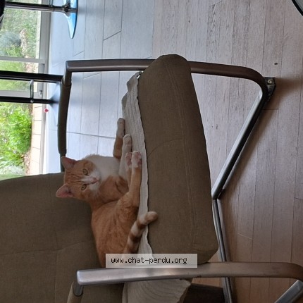 Photo de chat trouvé à Les Sables D Olonne