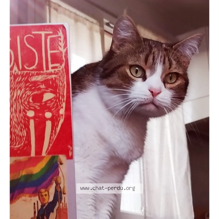 Photo 1/1 Tomo Chat perdu à Drancy