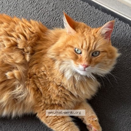 Photo de chat perdu à St Hilaire De Chaleons