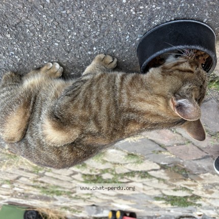 Photo de chat trouvé à Onville