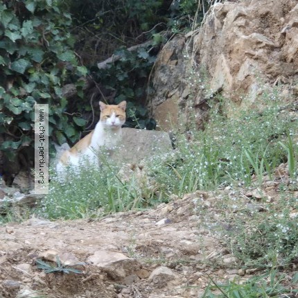 Photo de chat trouvé à La Londe Les Maures