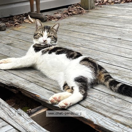 Photo de chat trouvé à Sainte Julienne