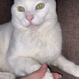 nimou
