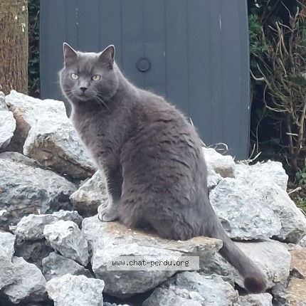 Photo 1/1 Grisou Chat perdu à Chateauponsac