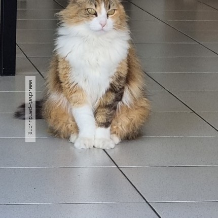 Photo de chat perdu à Mont De Marsan