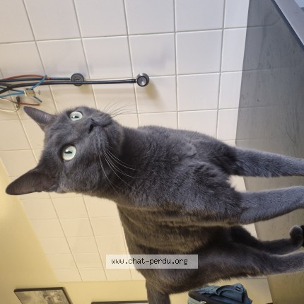 Photo 1/1 Chat trouvé Trouvé à Nemours