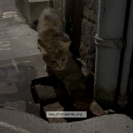 Photo de chat trouvé à Tours