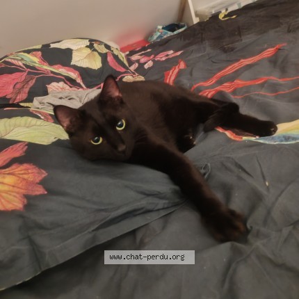 Photo de chat perdu à Joeuf