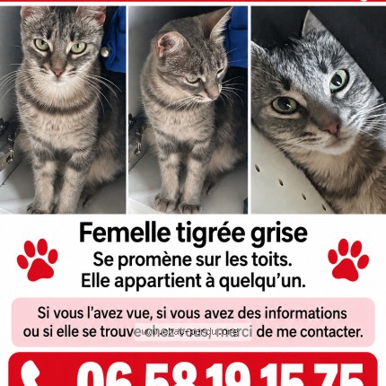 Photo 1/1 stella Chat perdu à Marseille Bouche Du Rhone