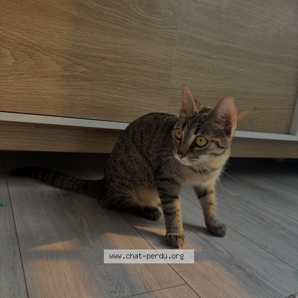 Photo 1/1 mimine Chat perdu à Niort