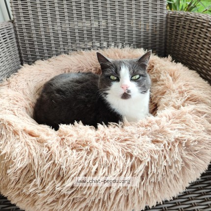 Photo de chat perdu à Bourg En Bresse