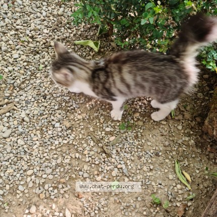 Photo 1/1 Chat trouvé Trouvé à Valreas