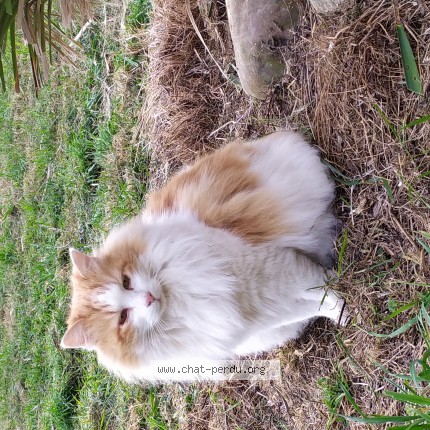 Photo 1/1 Kakou Chat perdu à Moulin Neuf