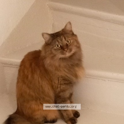 Photo de chat perdu à Bazemont
