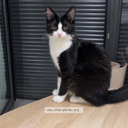 Photo de chat perdu à Veauche
