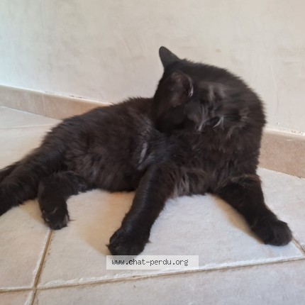 Photo 1/1 Chat retrouvé Perdu à Nimes