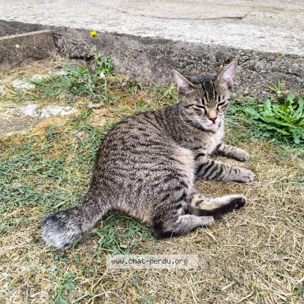 Photo de chat perdu à Charray