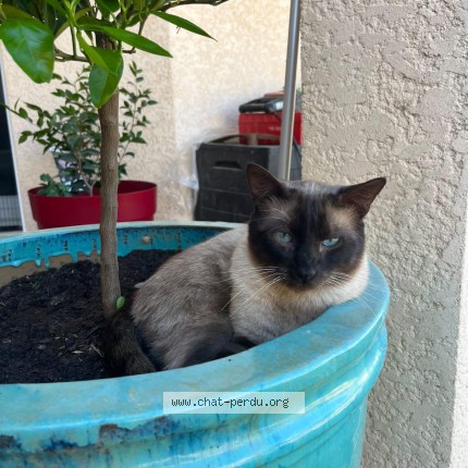Photo 1/1 jiji Chat perdu à Toulouse