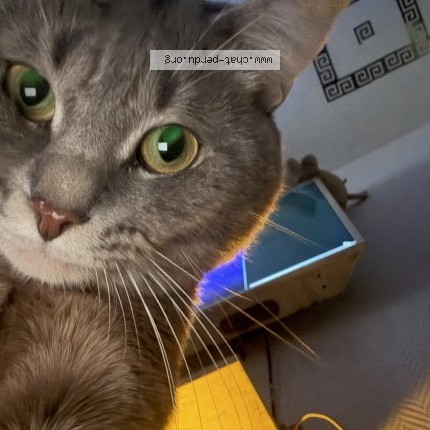 Photo de chat perdu à Paris