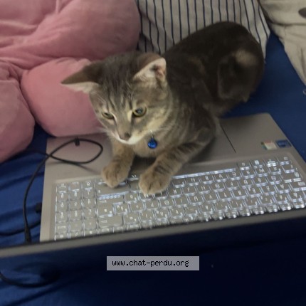 Photo de chat perdu à Corbeil Essonnes