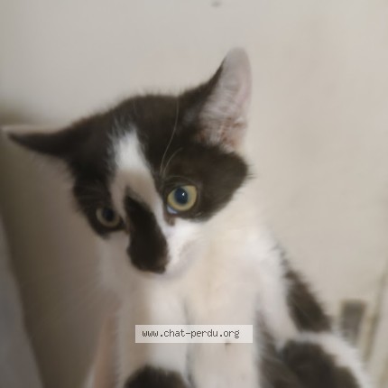 Photo de chat perdu à St Senoux