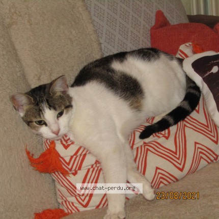 Photo de chat perdu à Sartrouville