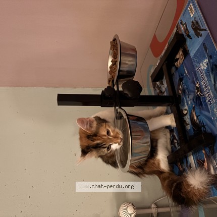 Photo 1/1 Chat trouvé Trouvé à Pulnoy