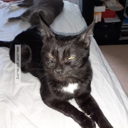 Photo de chat perdu à Angouleme