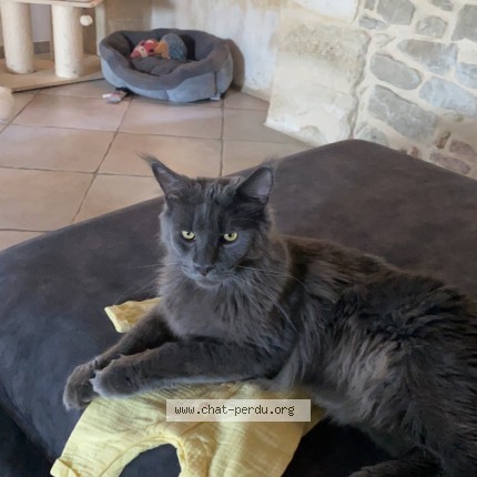 Photo de chat perdu à Uchaud