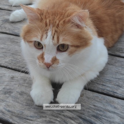 Photo de chat perdu à Bordeaux
