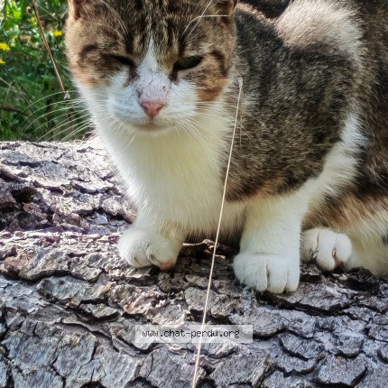 Photo 1/1 Chat trouvé Trouvé à La Frette 71