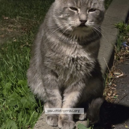 Photo de chat trouvé à Paris 19