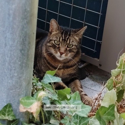 Photo 2/3 Milco Chat perdu à Palaiseau