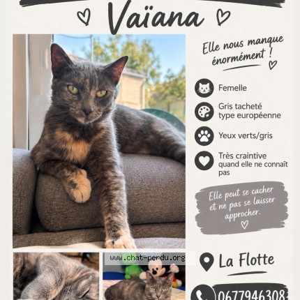 Photo de chat perdu à La Flotte