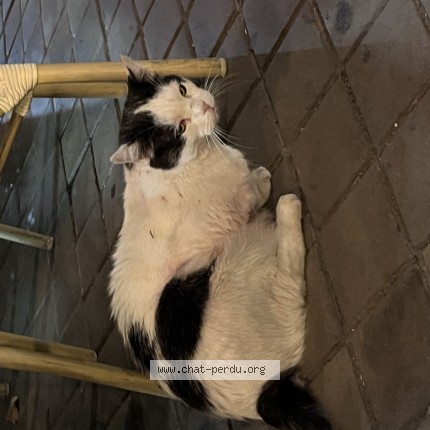 Photo de chat trouvé à Bordeaux
