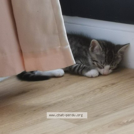 Photo 1/1 Chat trouvé Trouvé à Paris