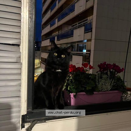 Photo 1/1 bagherra Chat perdu à Herstal