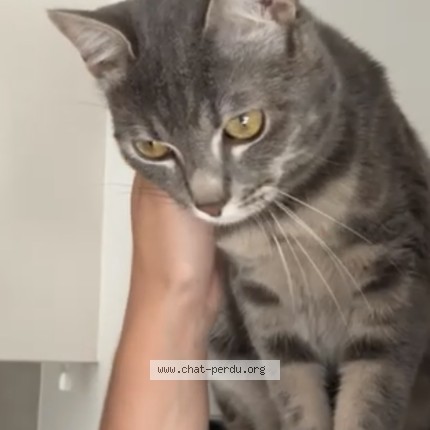 Photo de chat perdu à Gargenville