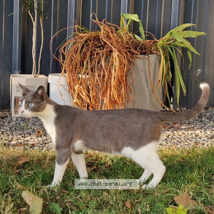 Photo 1/1 Chat retrouvé Perdu à Allaire
