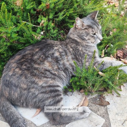 Photo 2/3 Zoé Chat perdu à Reau