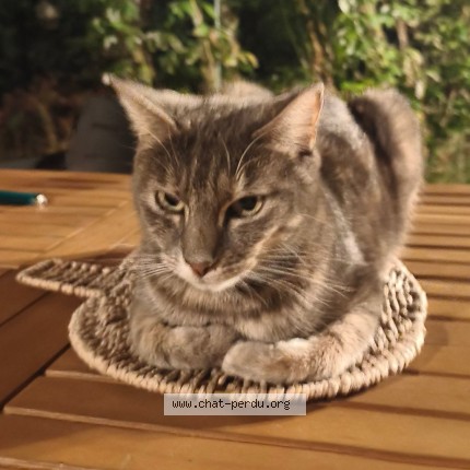 Photo 3/3 Zoé Chat perdu à Reau