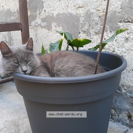 Photo 1/1 Souris Chat perdu à Bordeaux