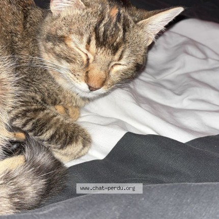 Photo 2/2 Zoé Chat perdu à Nimes