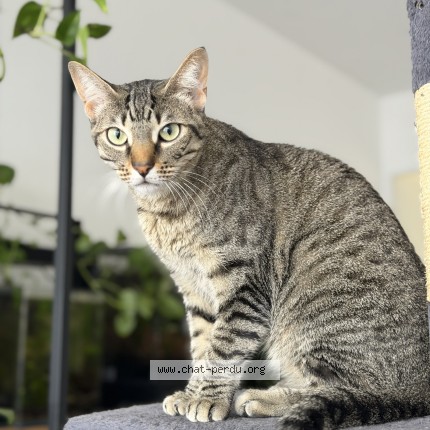 Photo 1/1 Tora Chat perdu à Aussonne